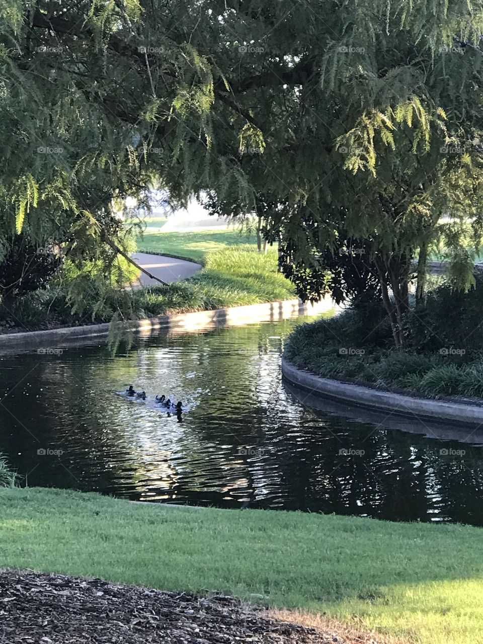 Ducks playing follow the leader