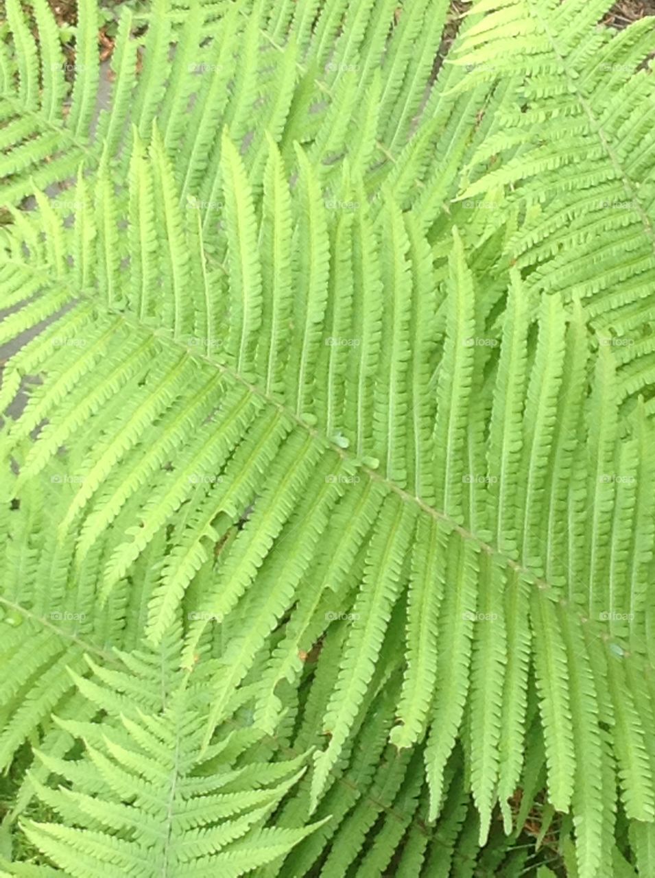 Ferns.