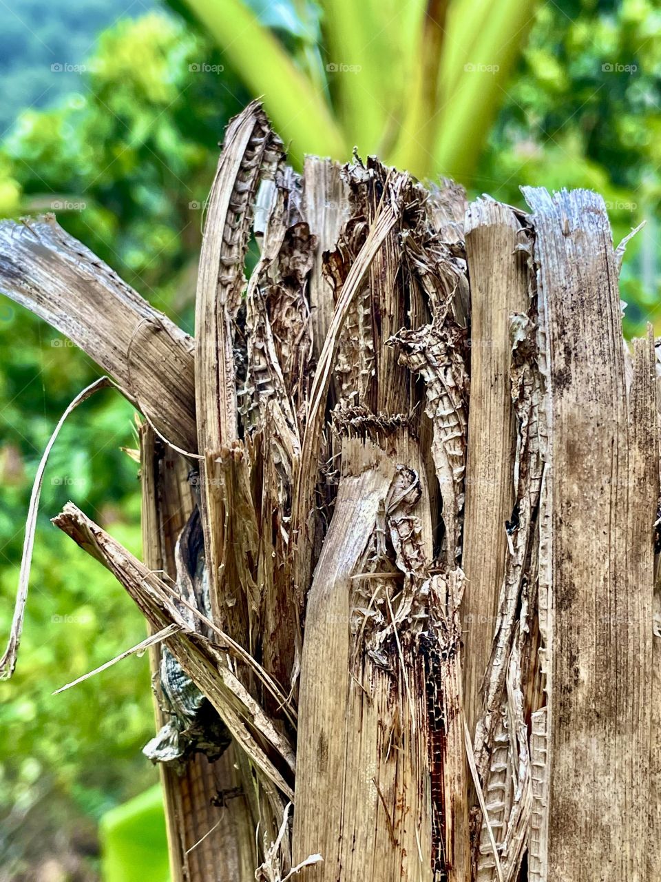 Banana tree stump
