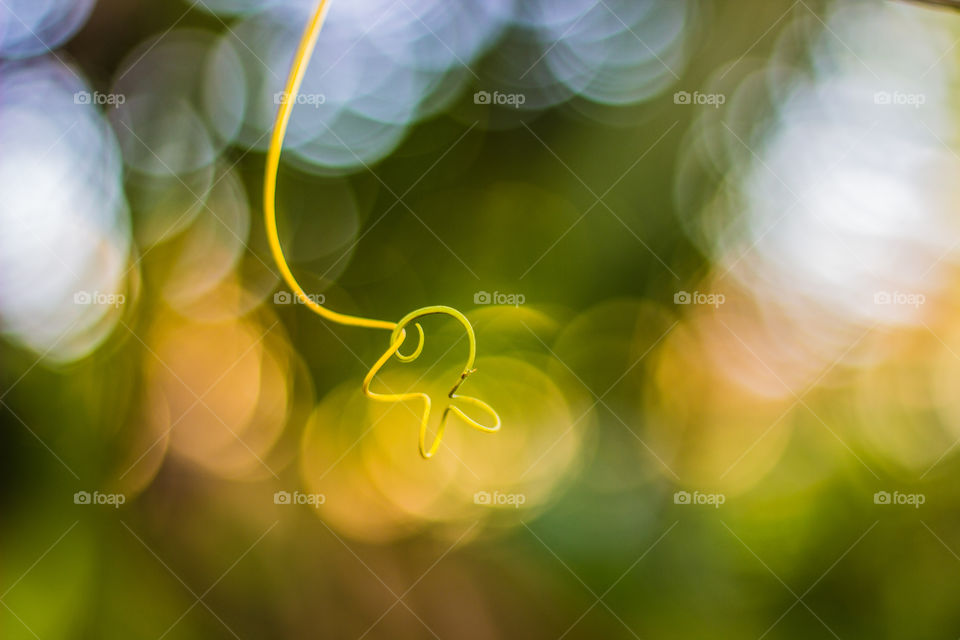 vine hanging in colorful bokeh