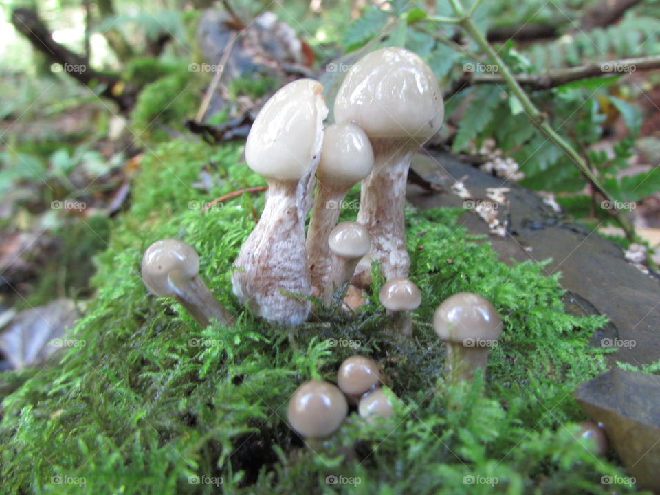 a cluster of mushrooms growing on an old log