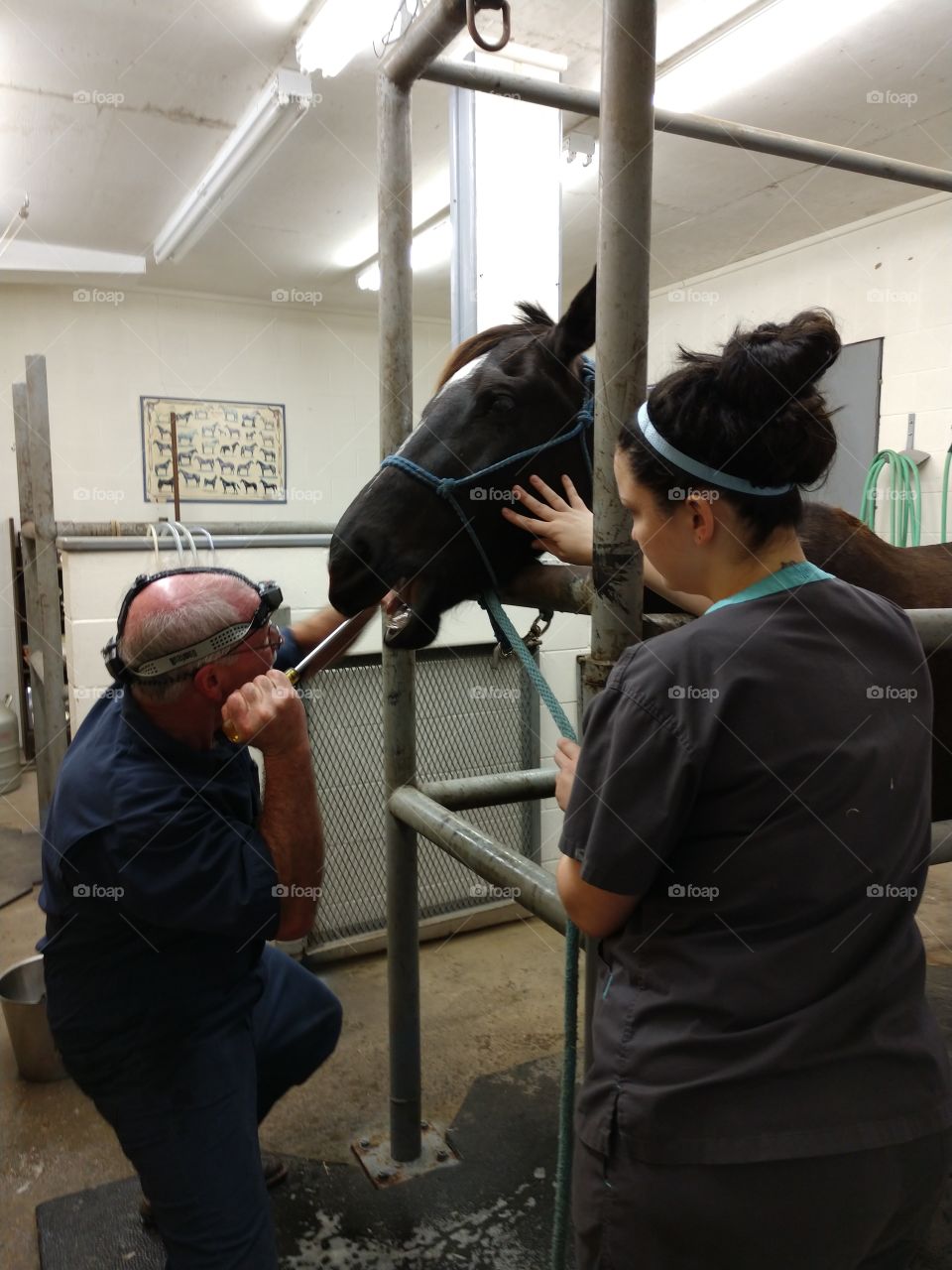 a mare getting her teeth floated