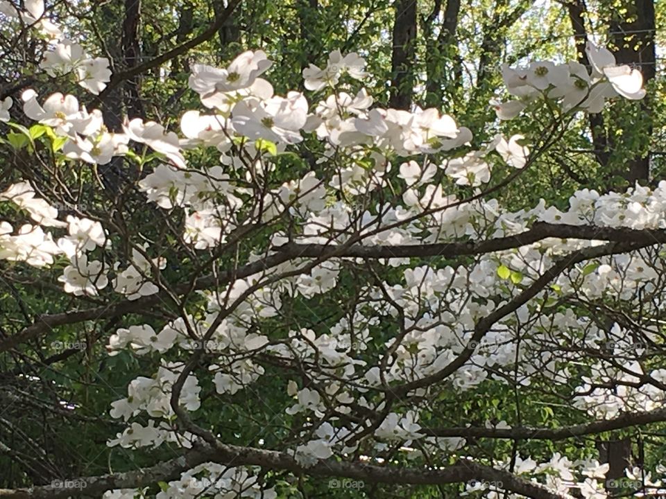 Sunlight through dogwood