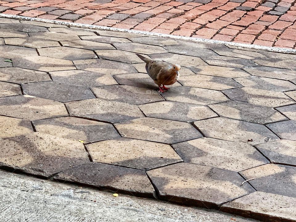 A pigeon on a pavement.