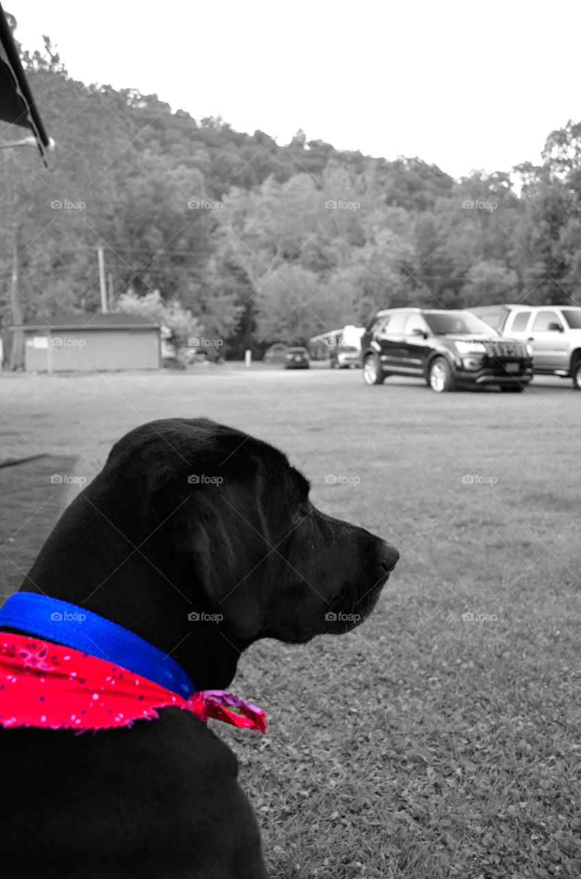 Camping Buddy ( Series )