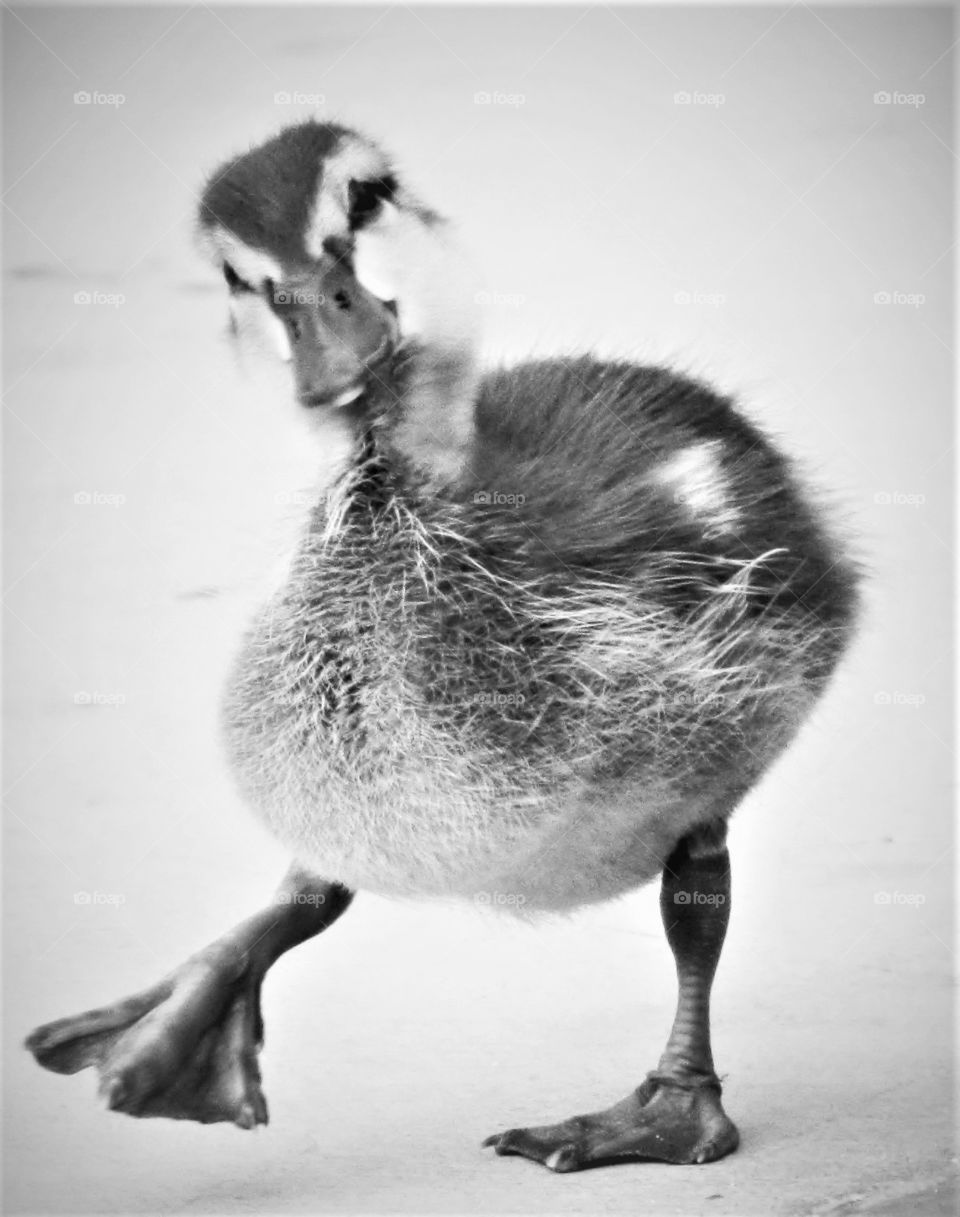 Strutting duckling 