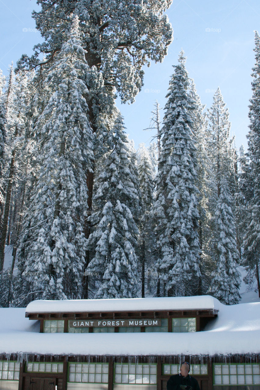 Sequoia park 