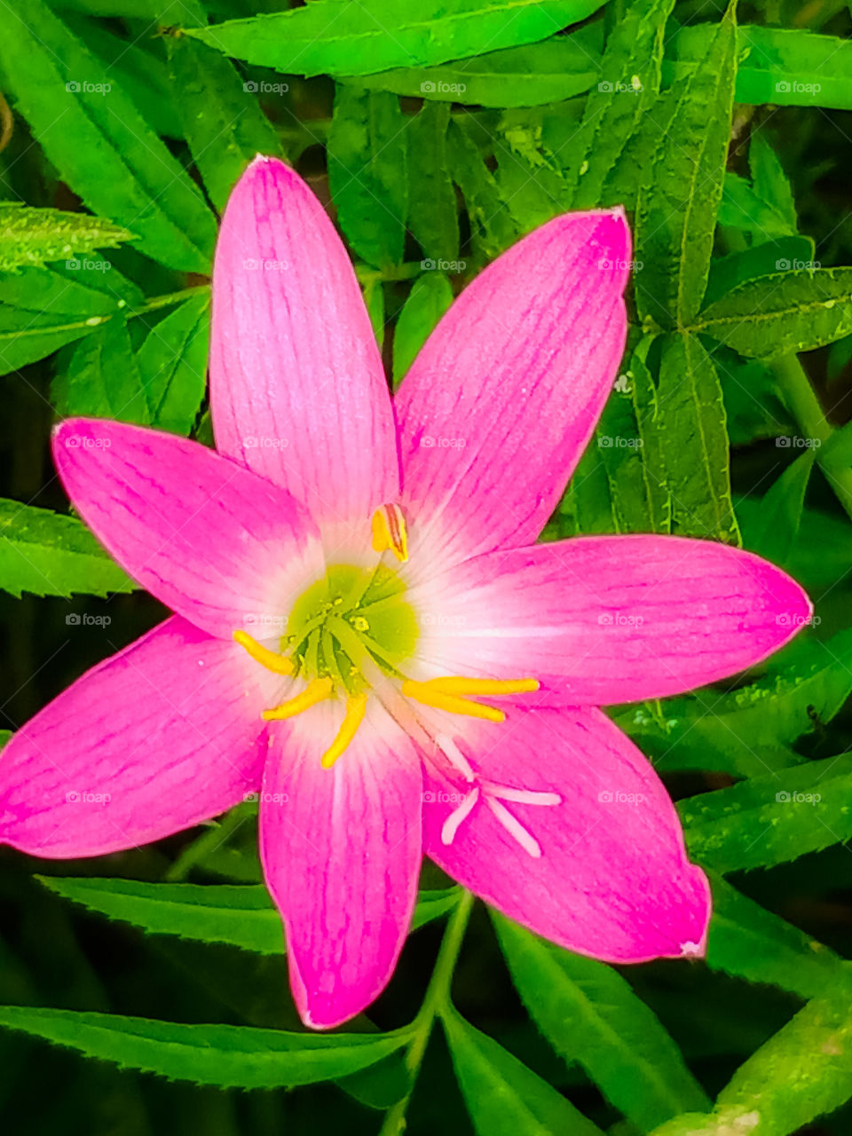 Colourful lily