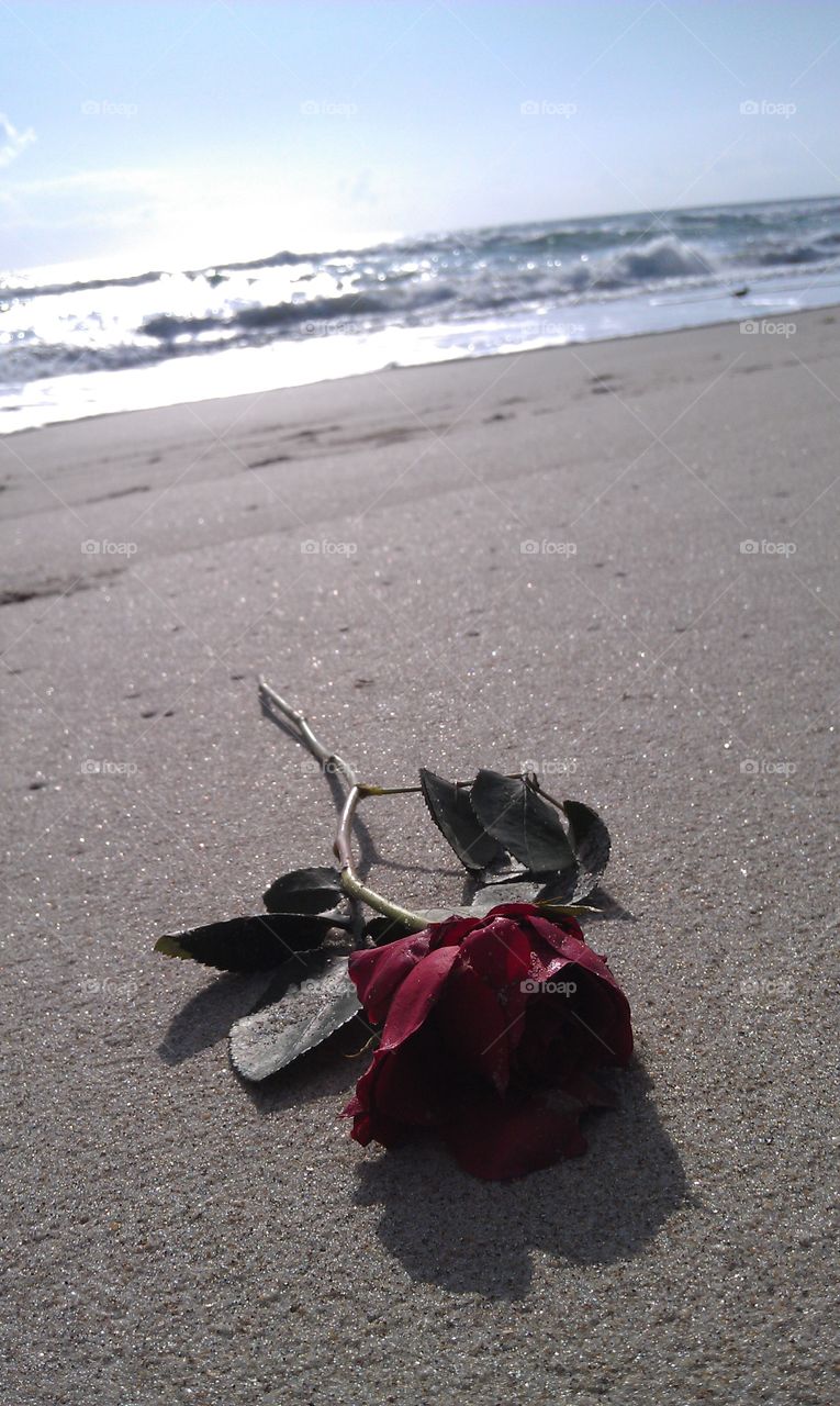 Red Rose Beached. Red Rose Returned by Sea