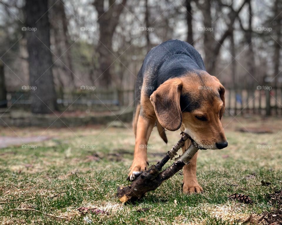 Puppy plays fetch