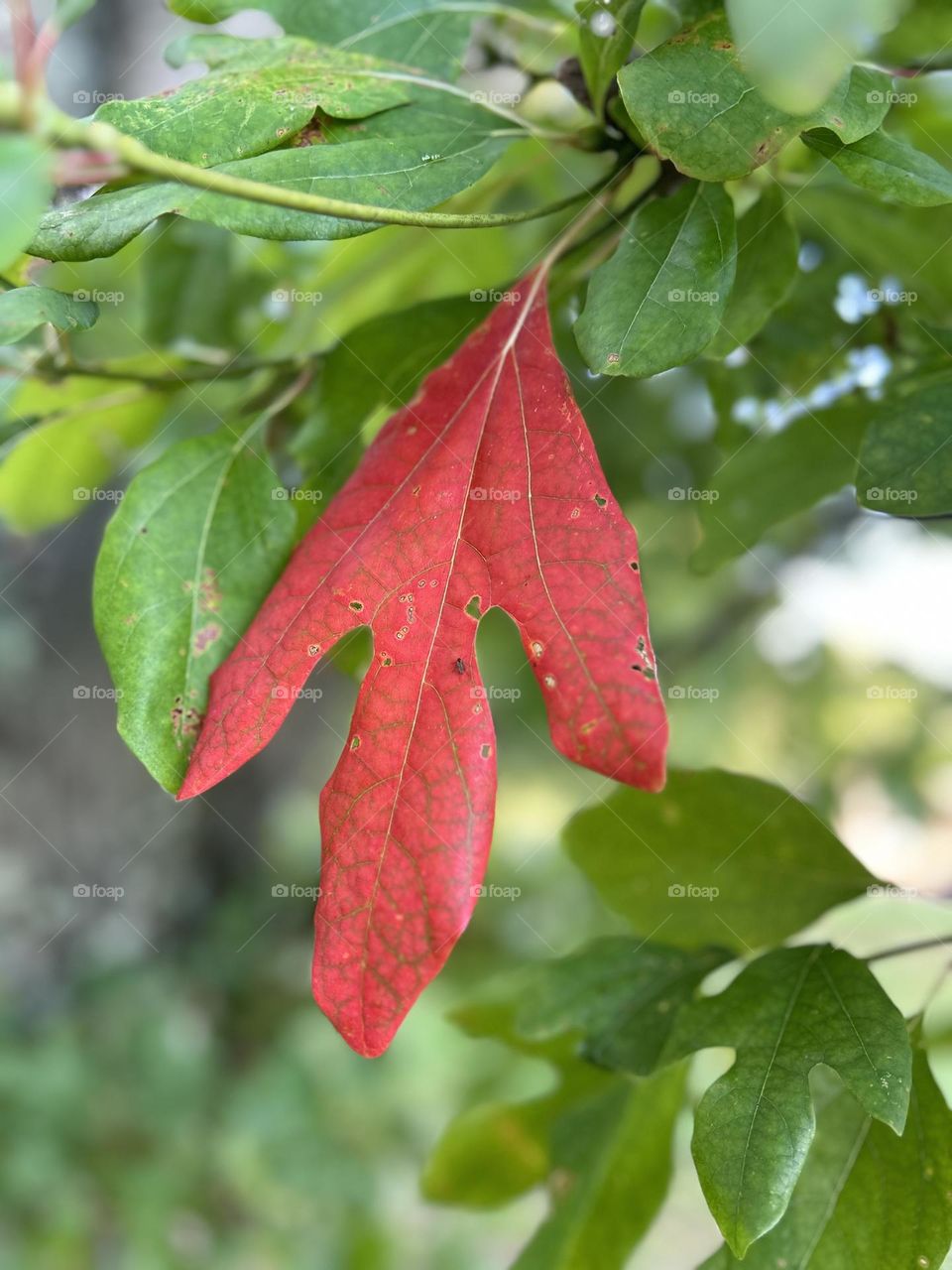 Complimentary colors, red leaf green leaves