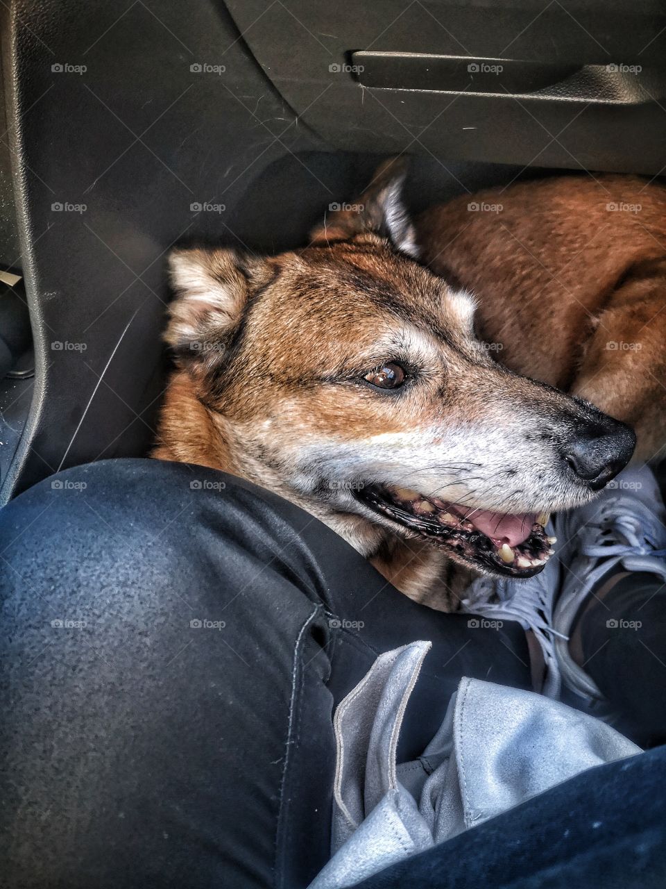 Traveling with dogs
