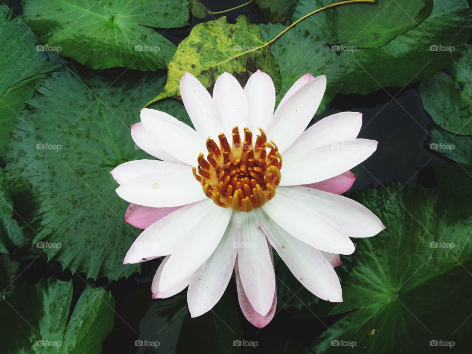 Pink white water lily in China, Yunnan, Xishuangbanna. Nature. Garden. No people 