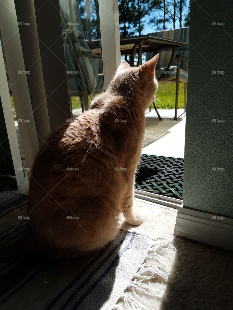 sitting in front of a sliding glass door with beautiful sunlight shining on him, from the adventurous outdoors.