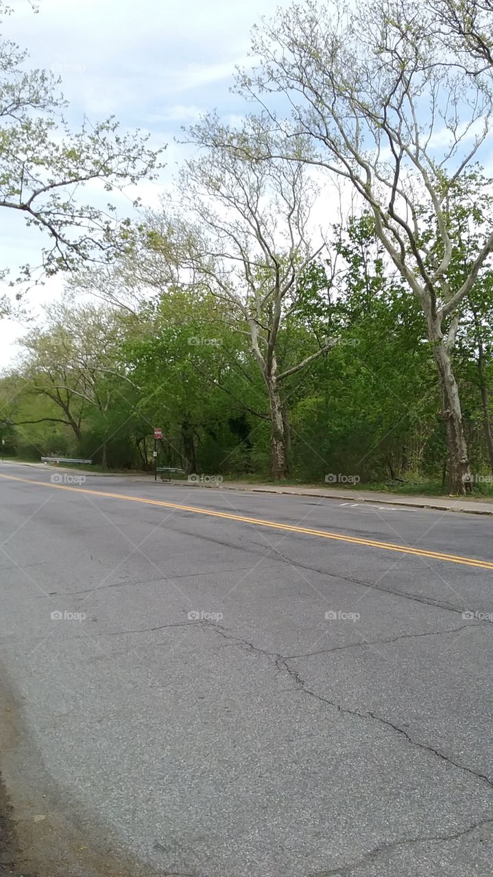 trees on the road to Snug Harbor