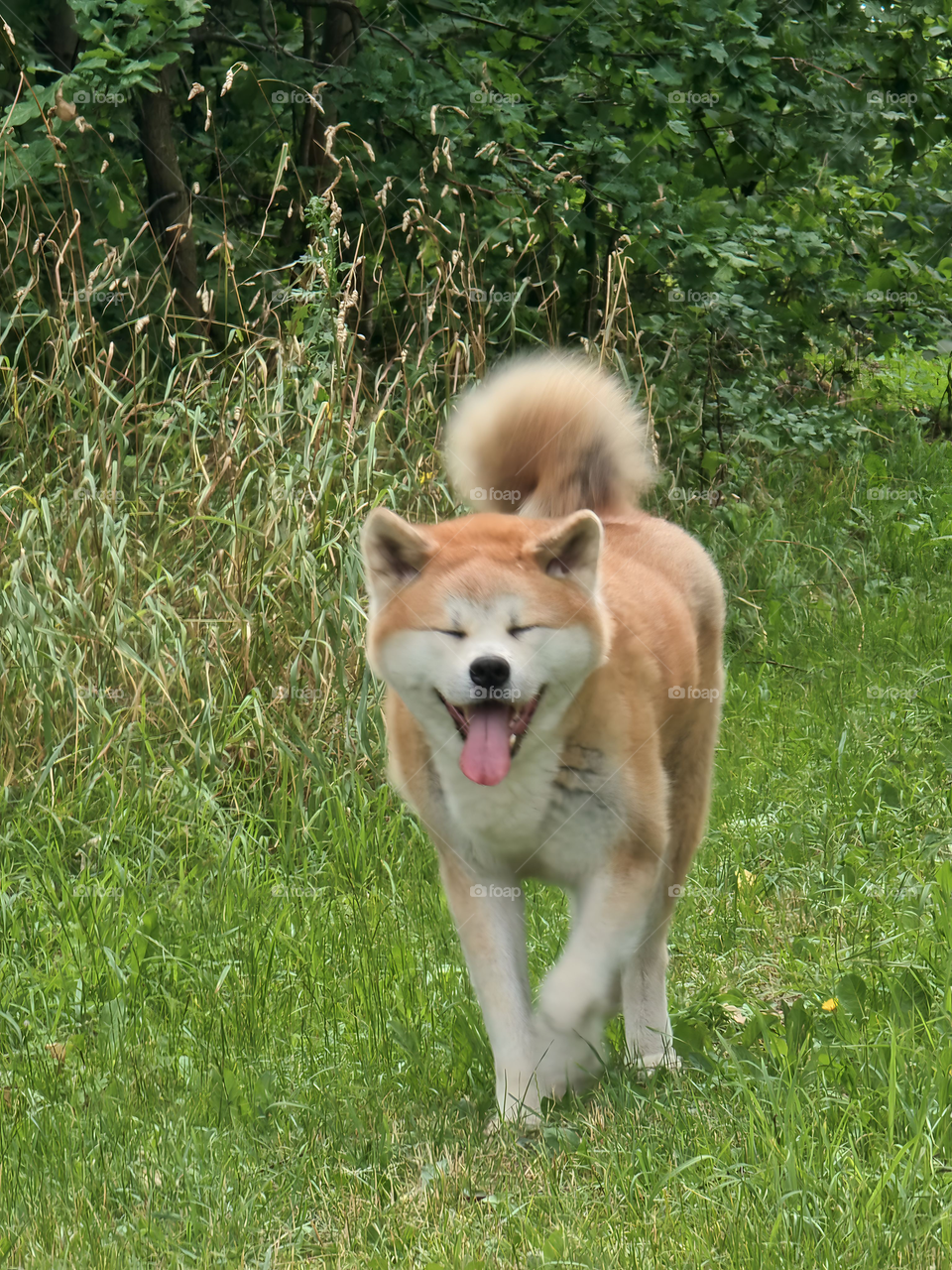 happy dog