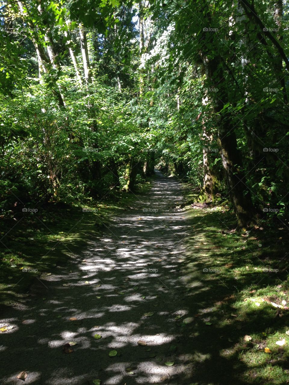 cliff falls summer in Maple Ridge