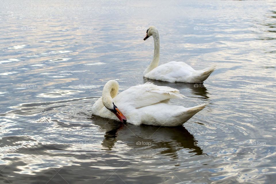 Swans