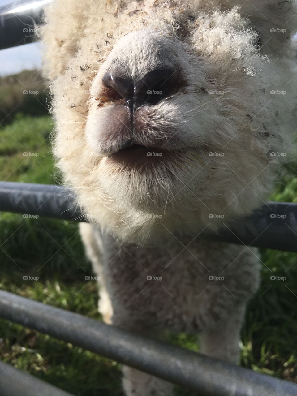 Close Up Lamb 