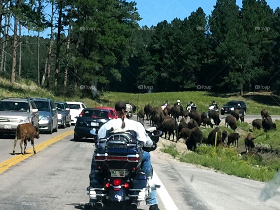 Buffalo Jam in Custer State Park, SD