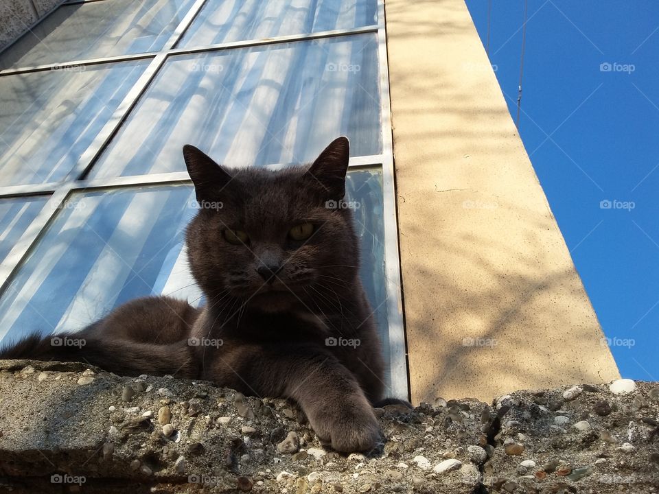 cat on window sill