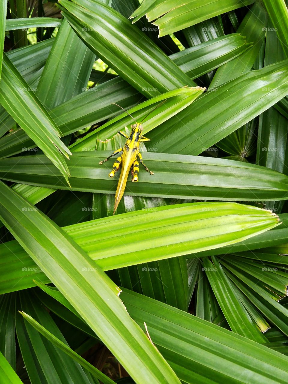 Grasshopper on the leaf.