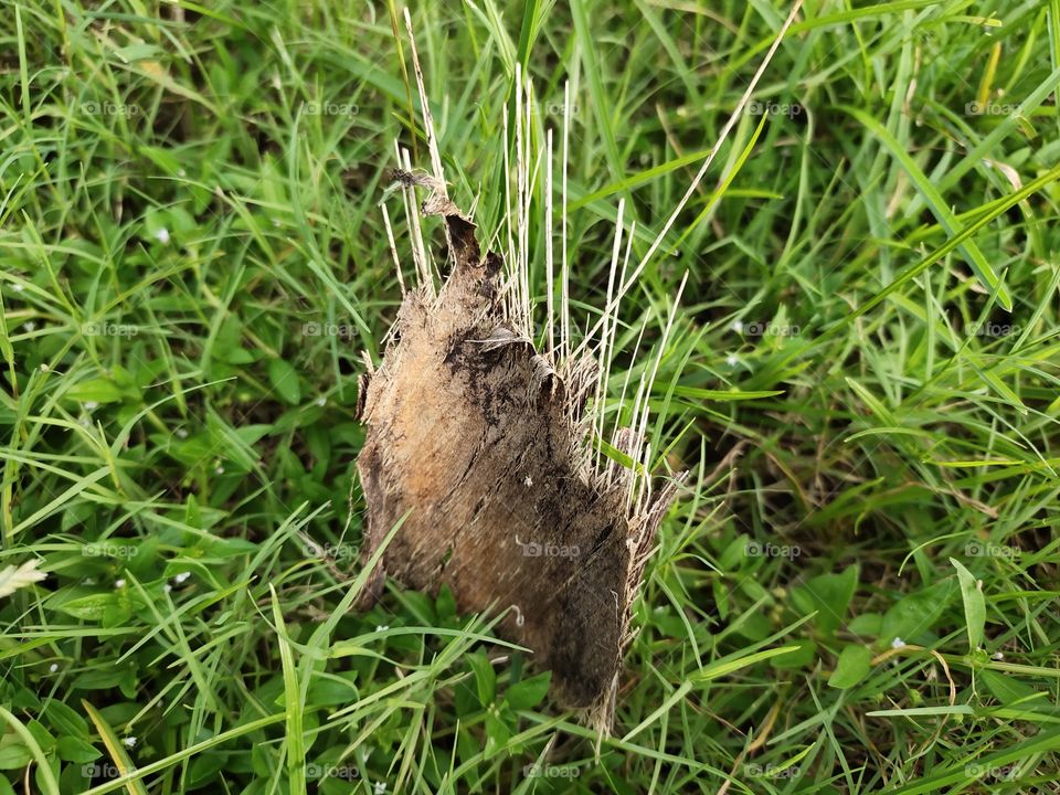 Amazing Flora
Grassland
Outdoor
Coconut Trunk
Dry
🌴🌿🌿