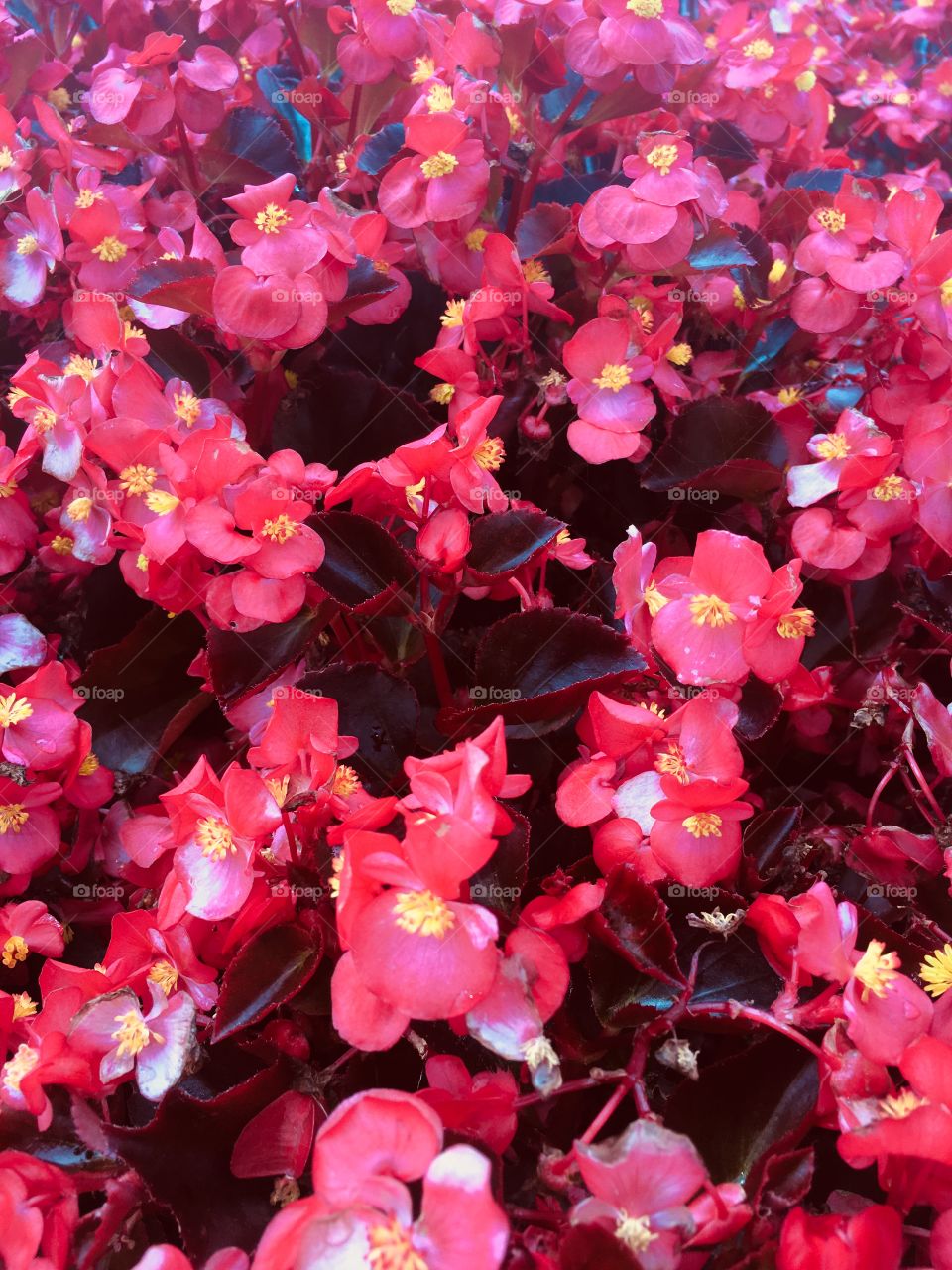 Small bright red flowers