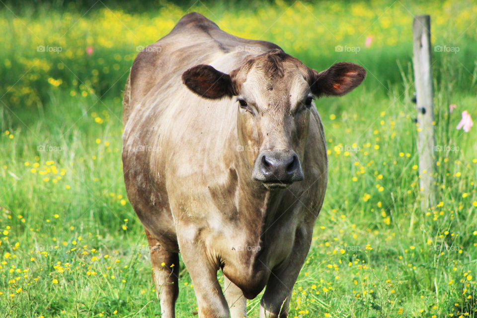 A light brown cow sauntering from a back field to join her herd in the front field. It was a beautiful, warm, sunny Spring day and the cows seemed peaceful & content. 🐄