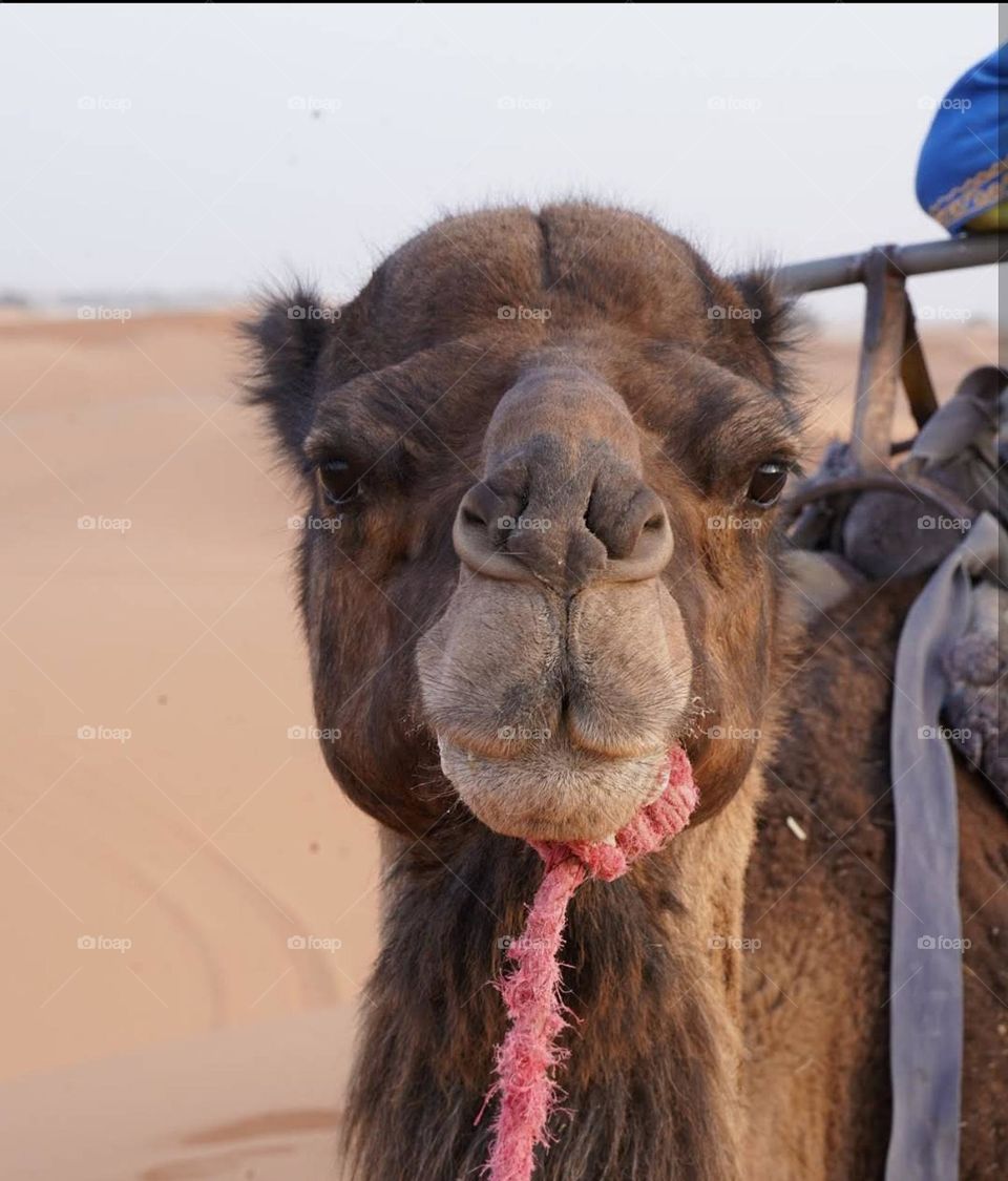 camel in sahara