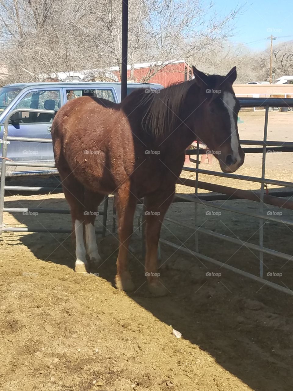 Brown quarter horse in stall