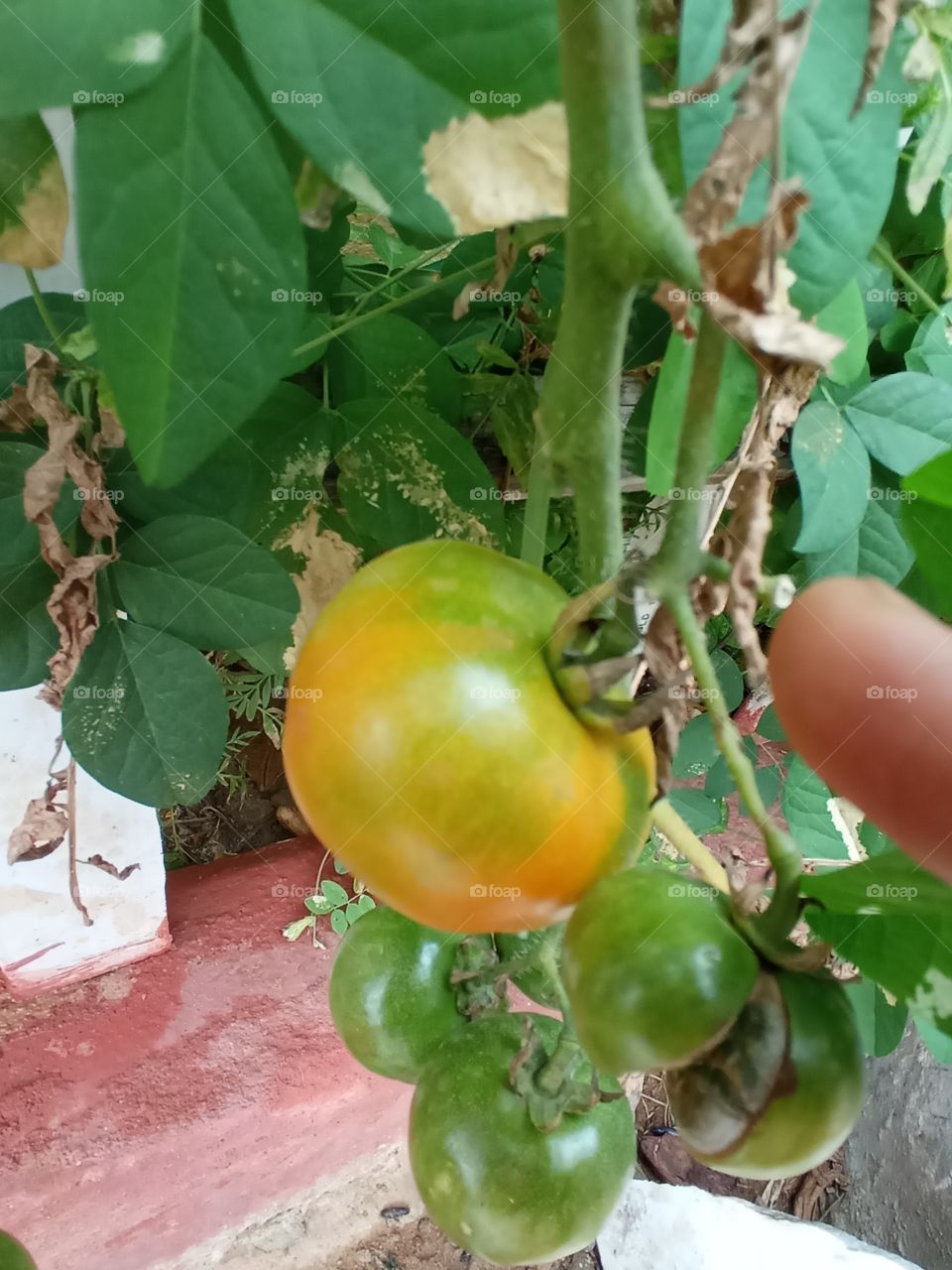 growing tomato🍅 ripening