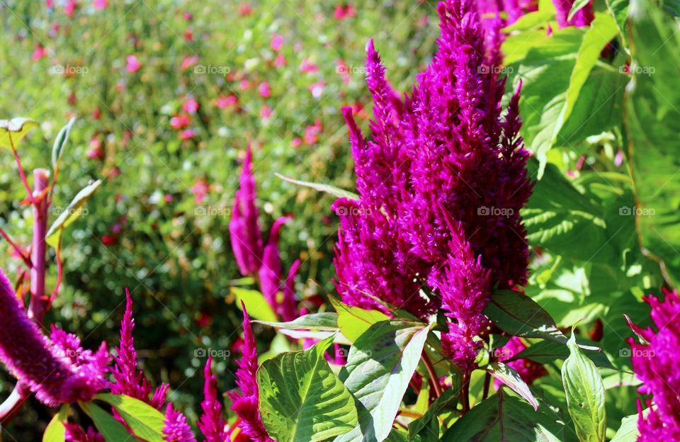 Flowers