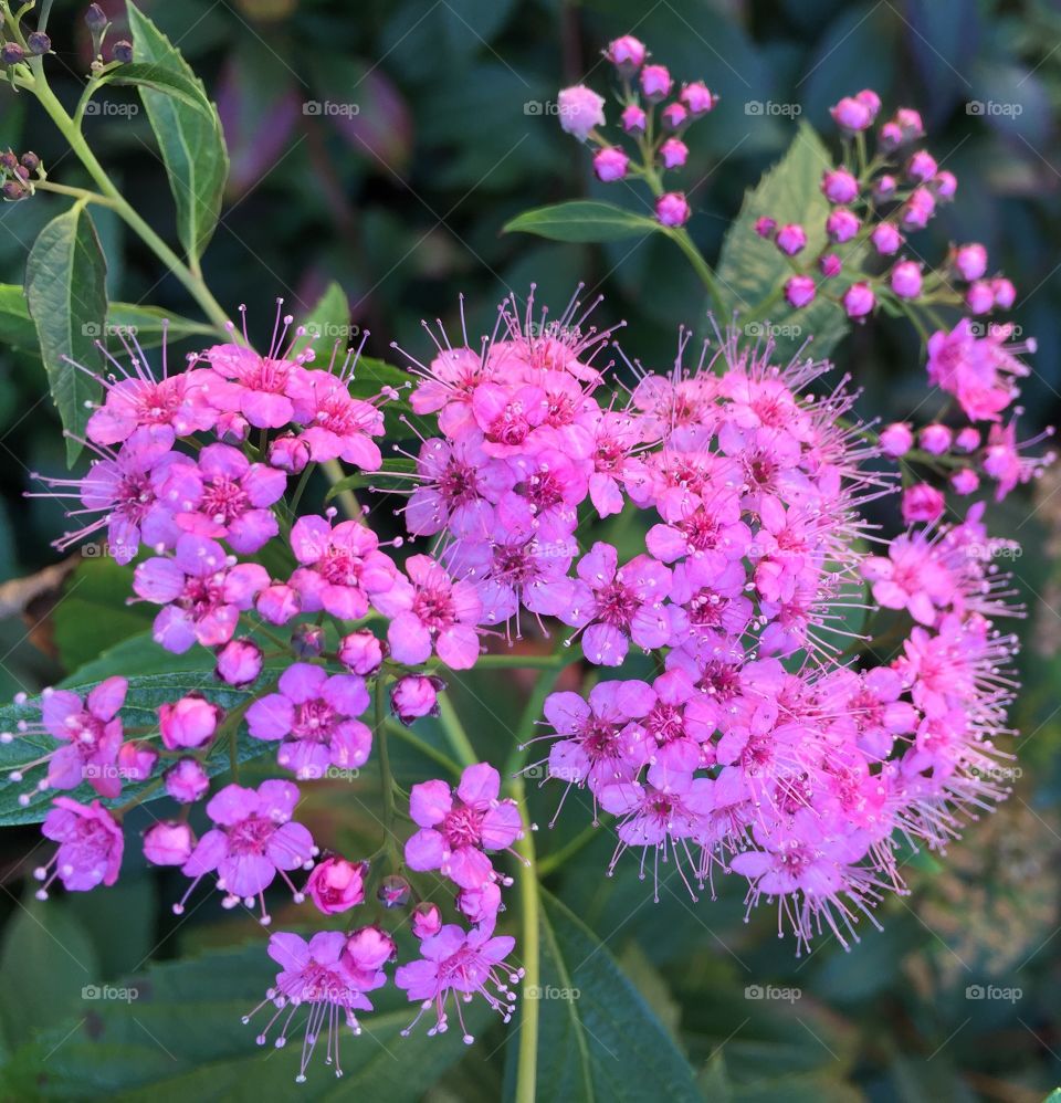 Close-up of pink flower