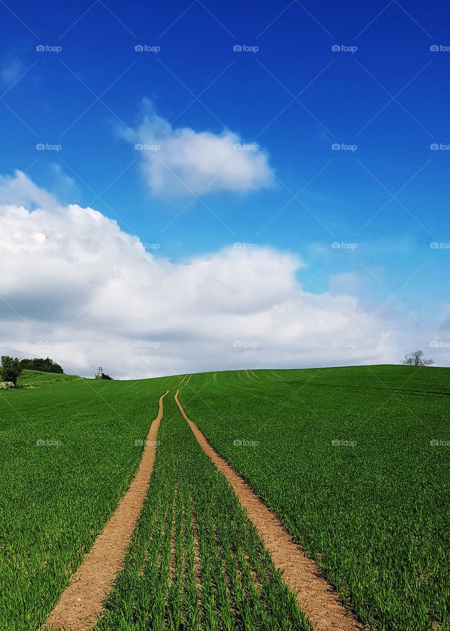 Tractor tracks in field
