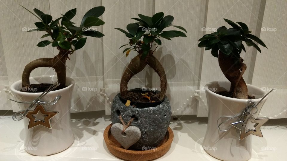 Bonsai tree