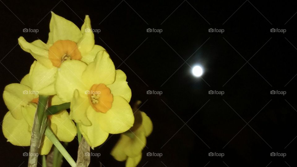 narcisos