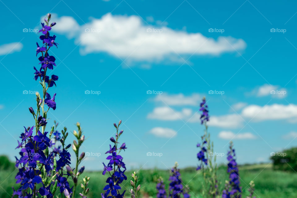 Summer landscape in the countryside.  Beautiful wildflowers.  Ivan tea in the field