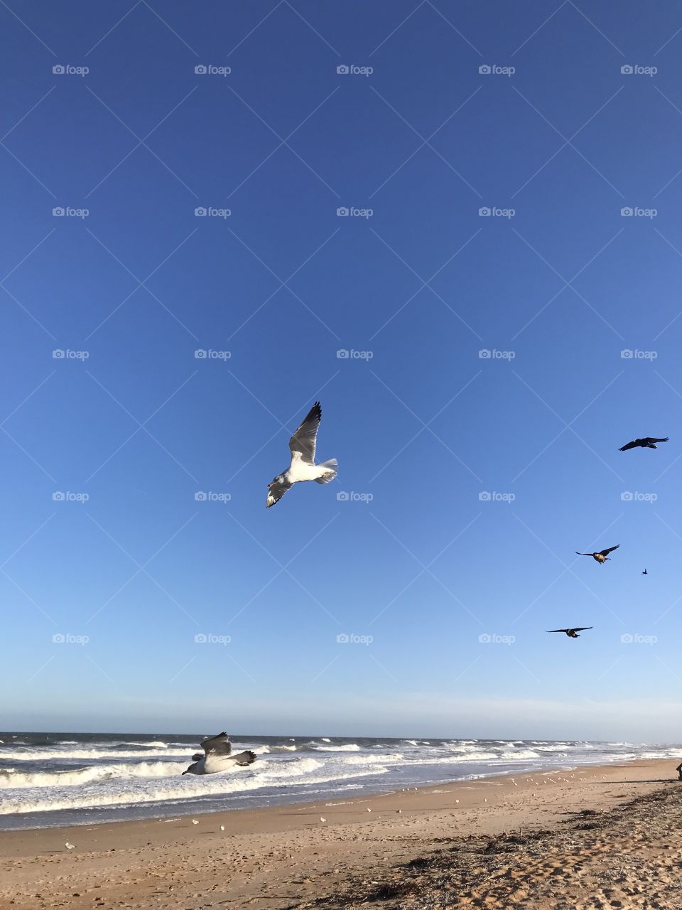 Seagulls at Flagler Beach Florida 