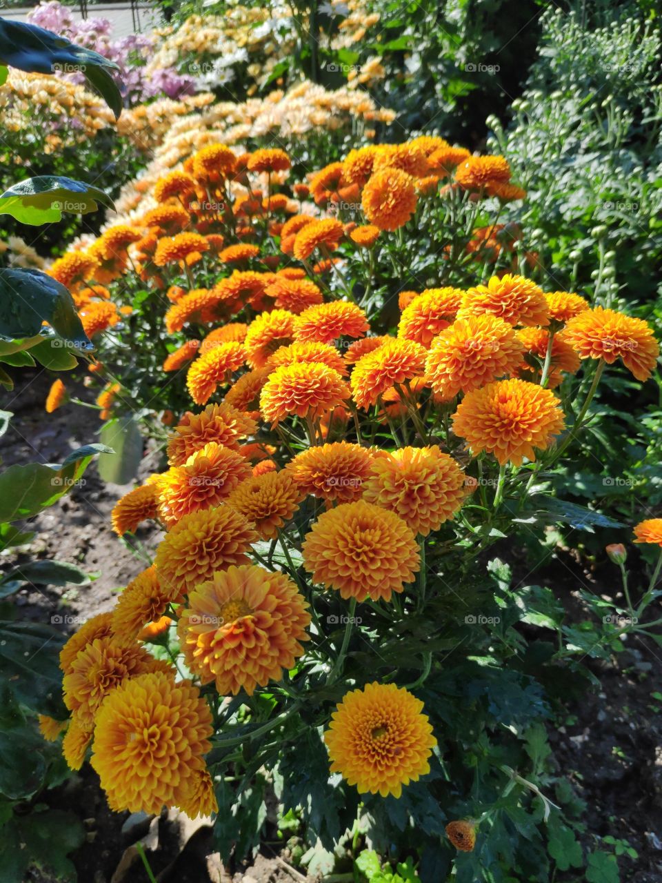 Chrysanthemum