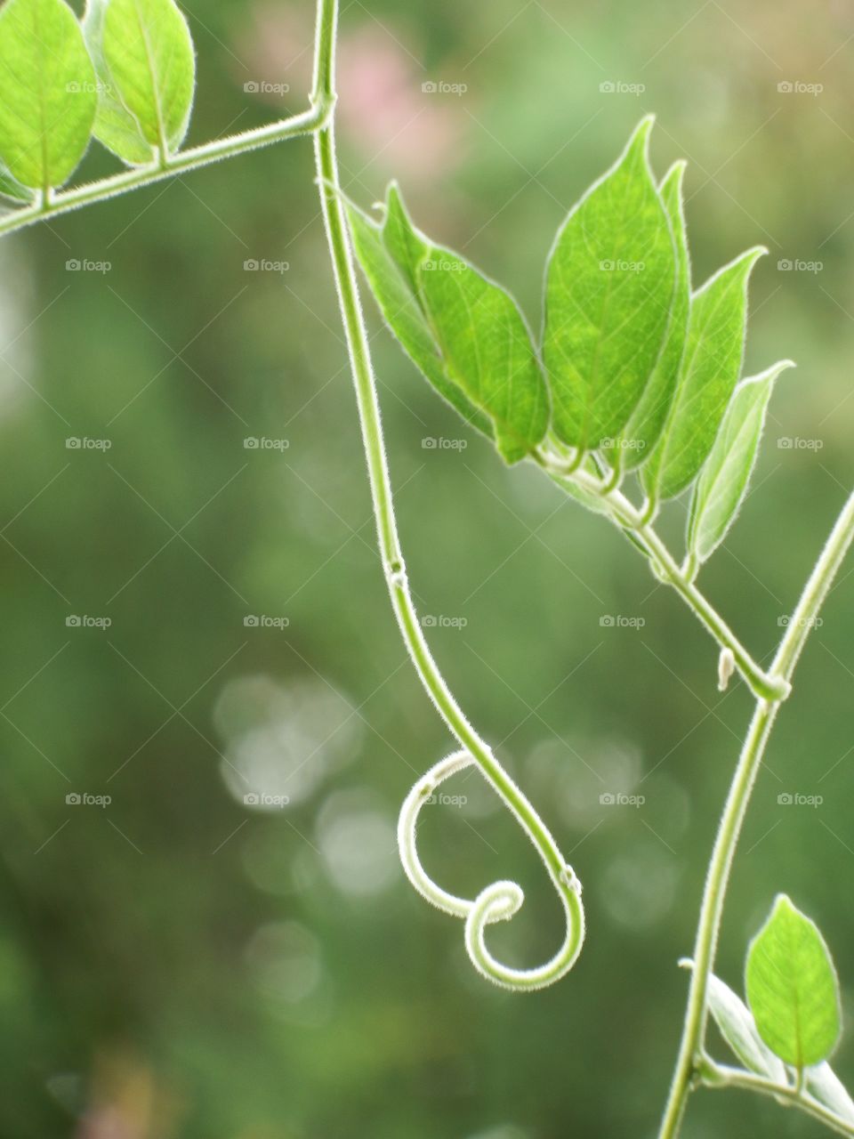 Curled green leaves and tendrils in the light with a soft focus background.