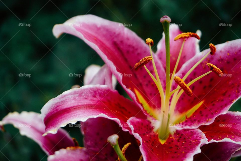 Beautiful pink colour flower:
shandan flower.