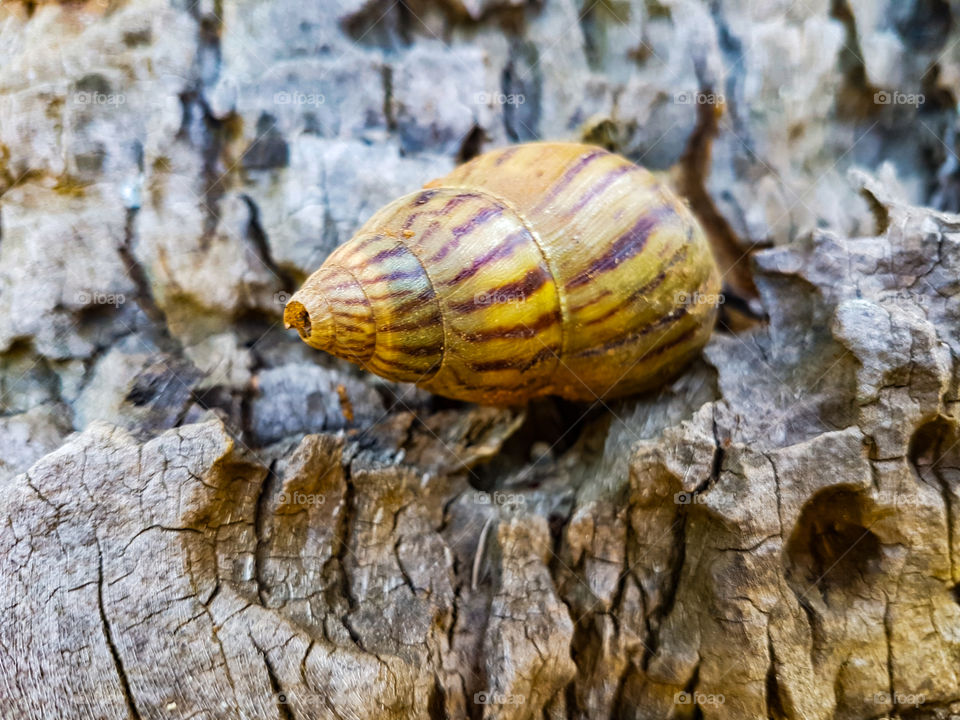 old snail sitting on a palmtree trunk
