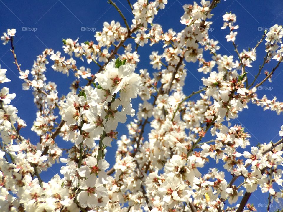 Blooming branch and sky