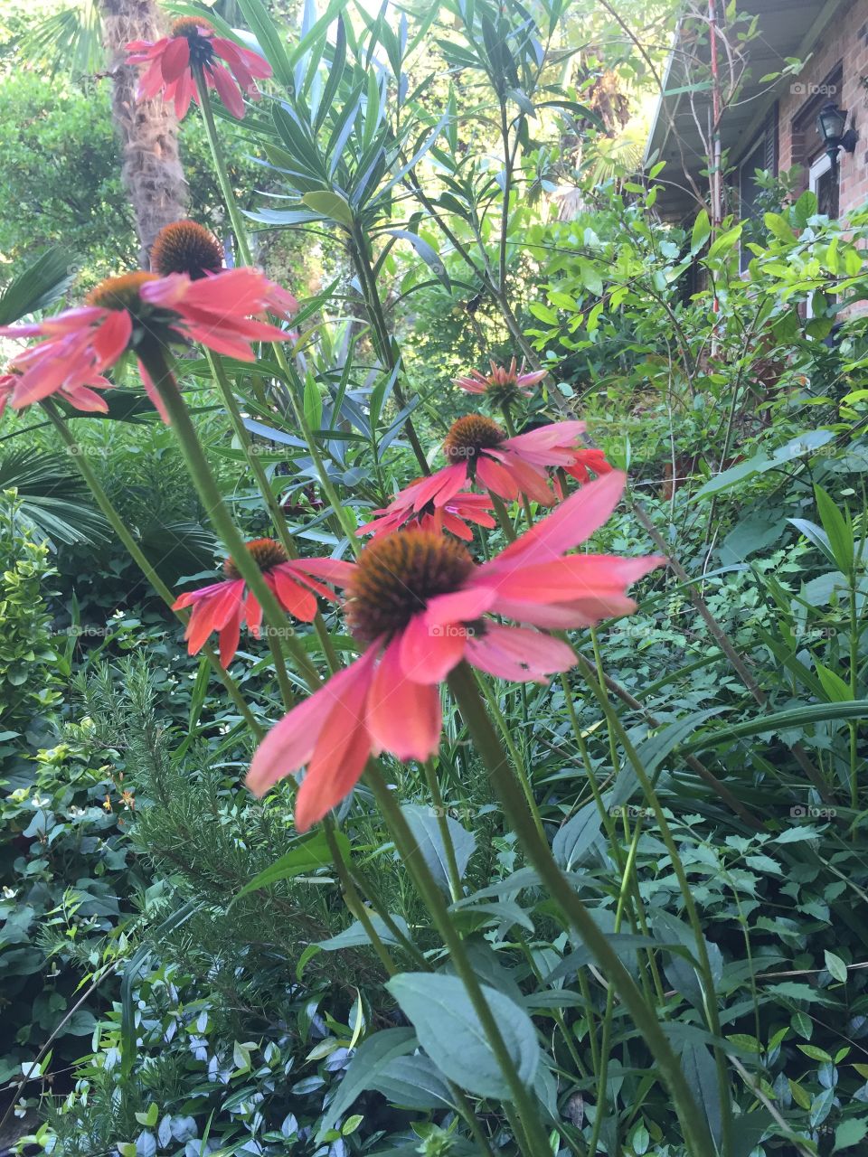 Echinacea 