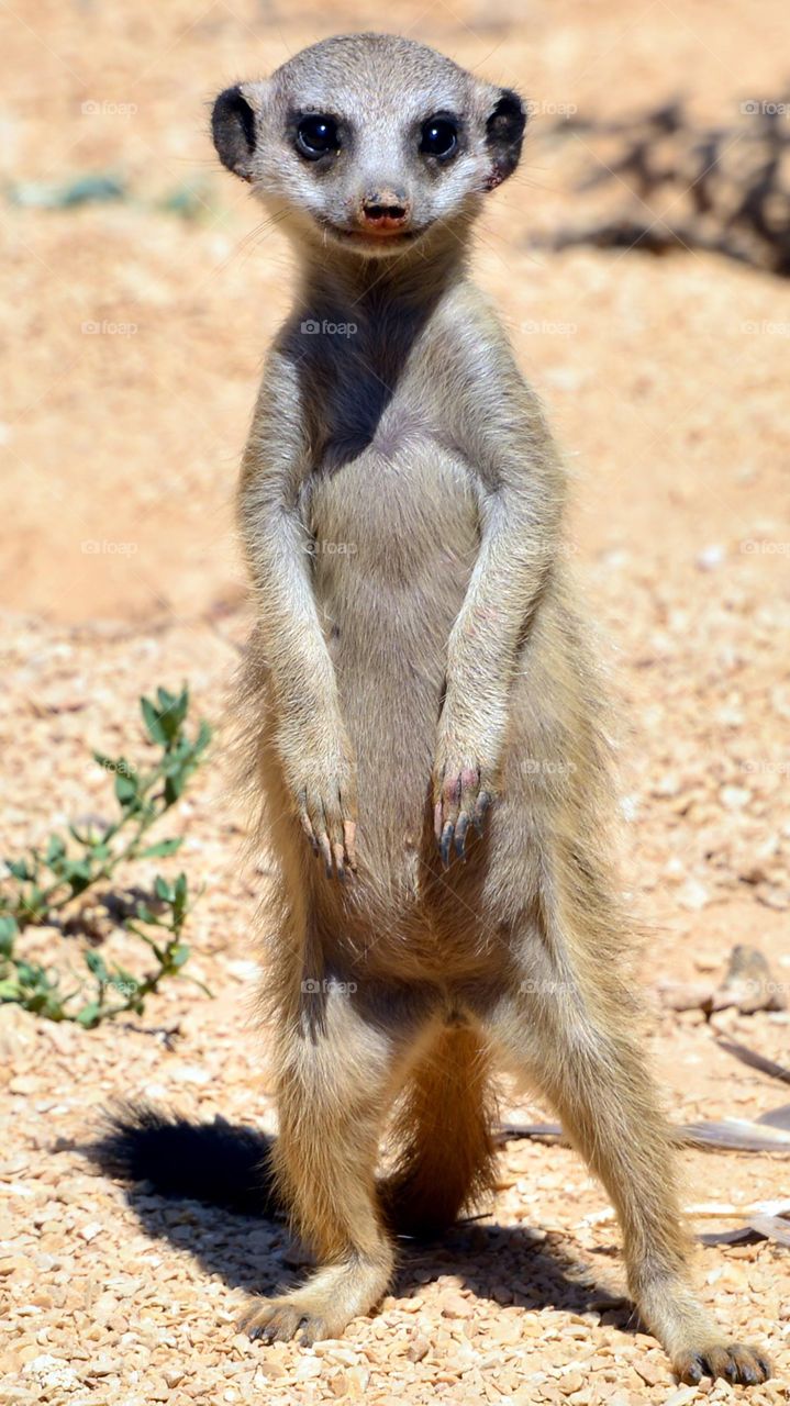 portrait of a little suricate