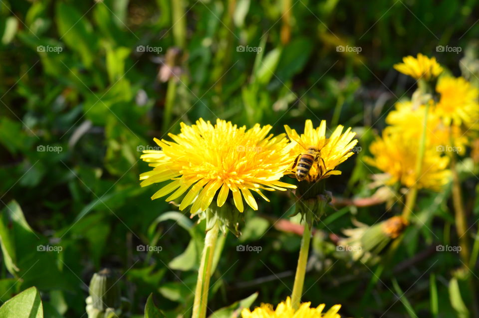 Pollination of flowers