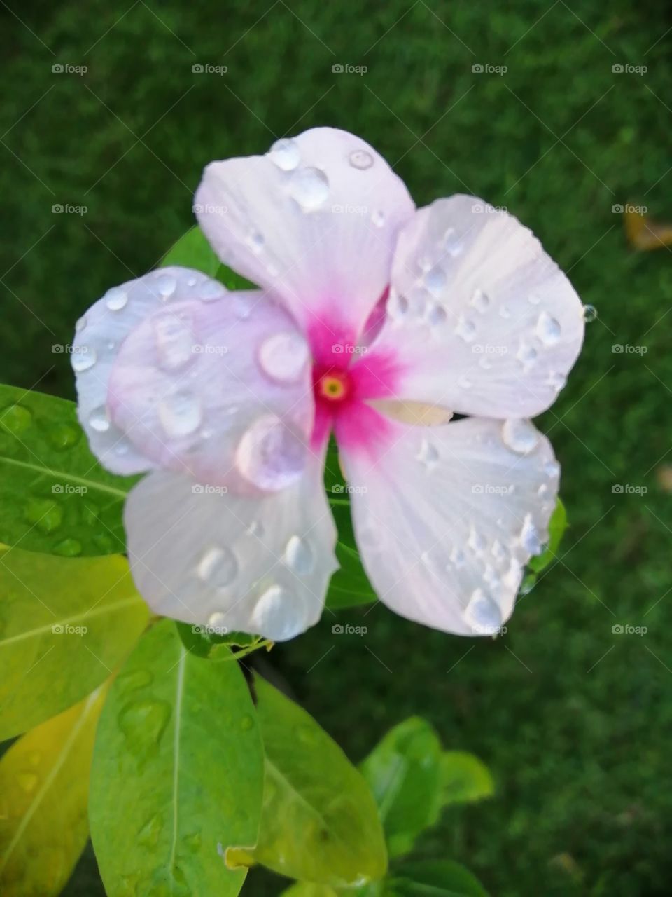 Wow! There's a raindrops on the flower.