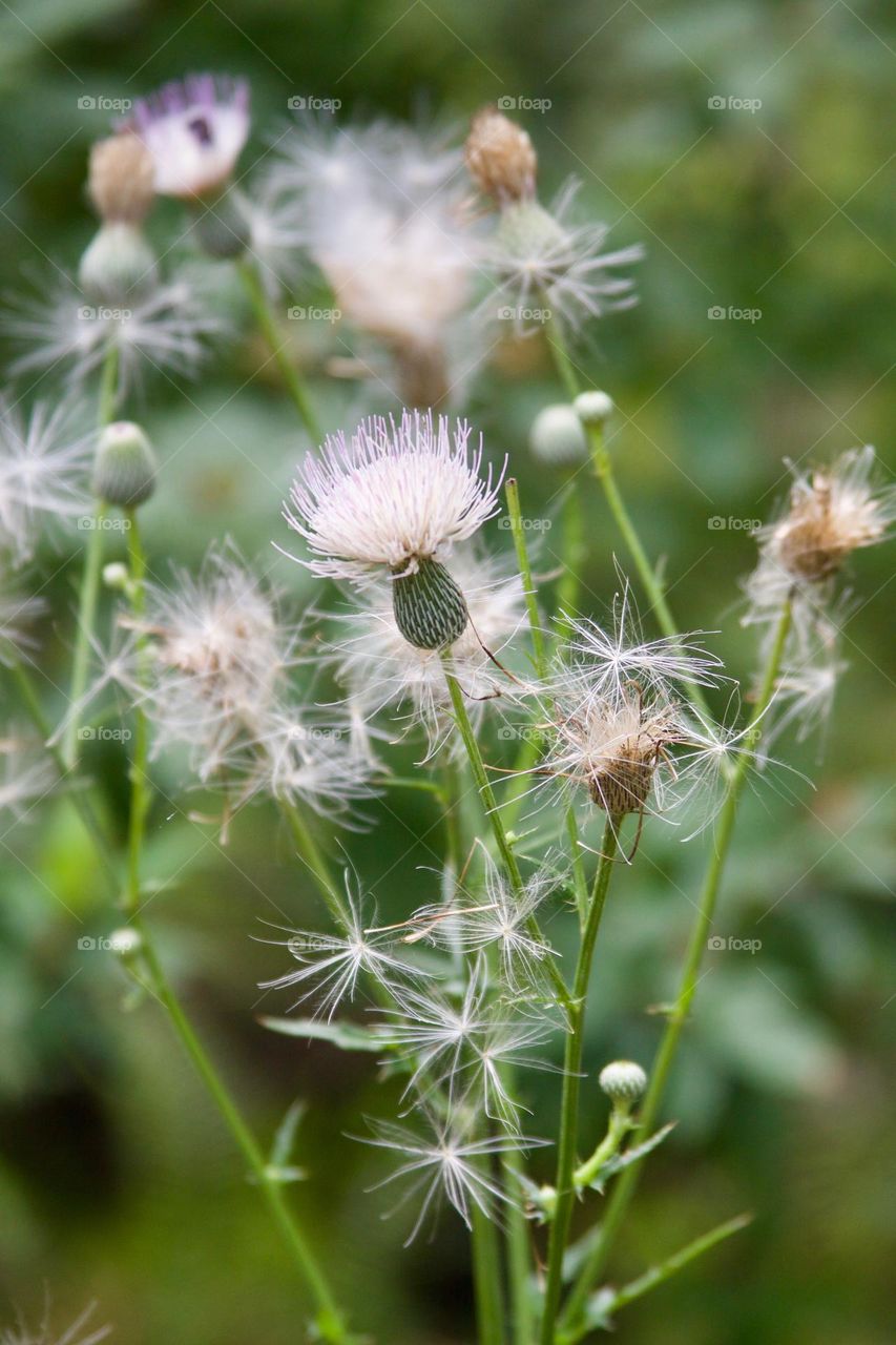 Wildflowers