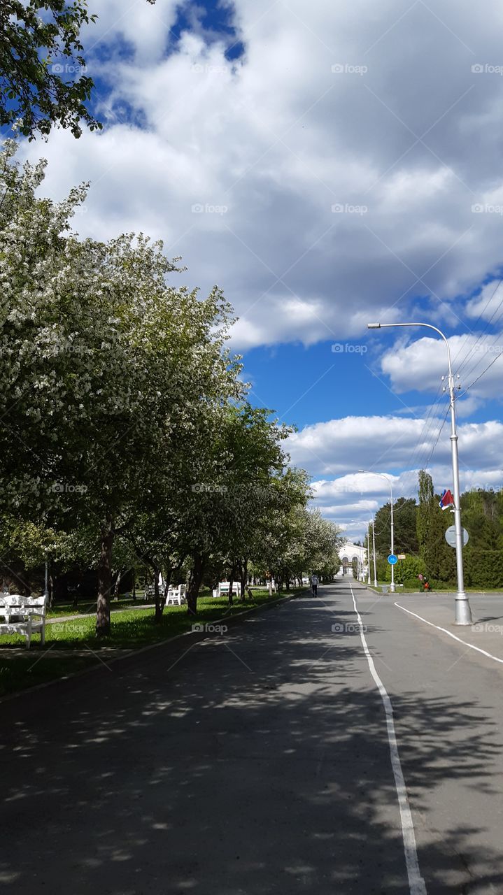 аллея ,дорога в небеса